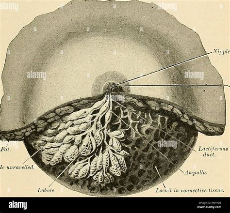 areolas|Breast Anatomy: Areola, Nipple, Milk Ducts & More